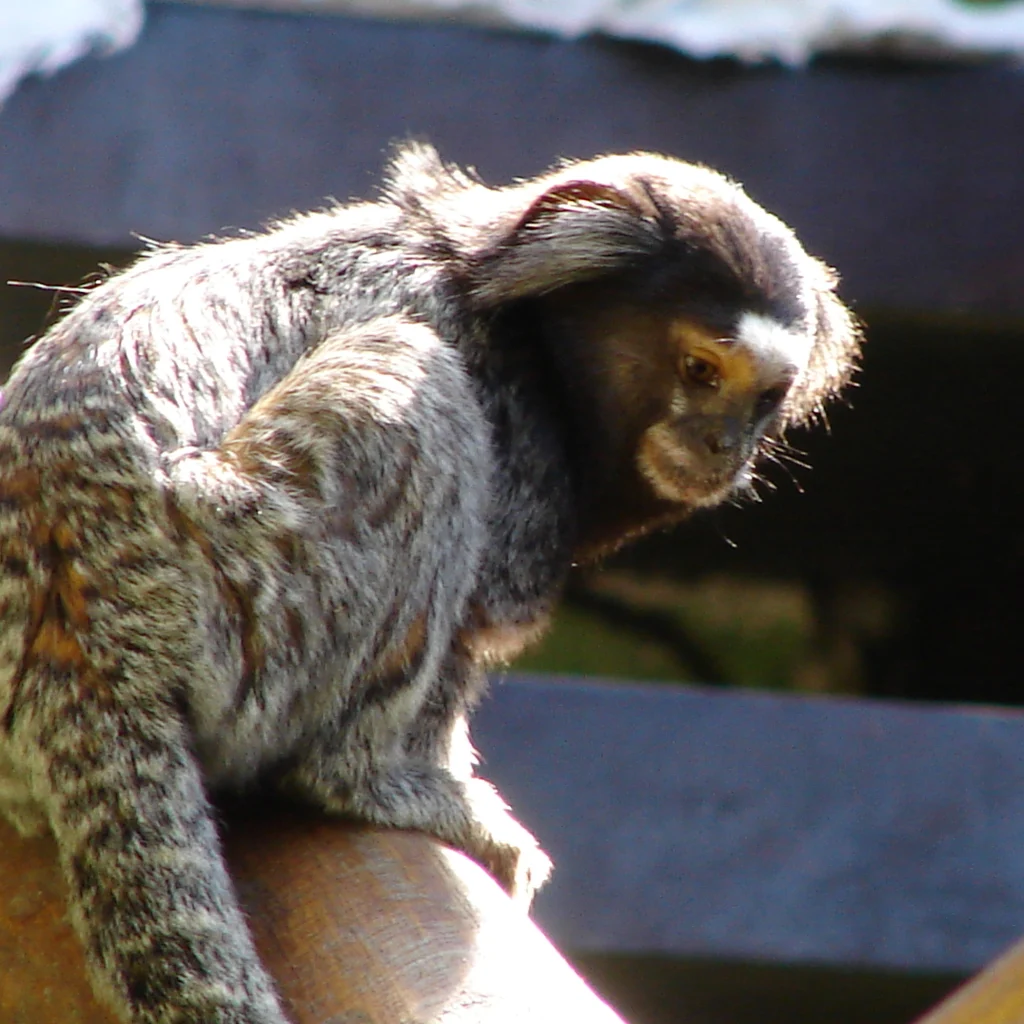 A small mico marmoset